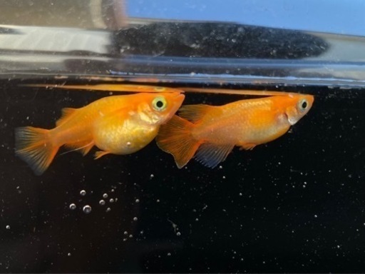 朱赤ヒカリメダカ　4匹　残り2セット