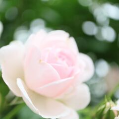 5月11日（土)or 22日（水）ぎふワールド・ローズガーデン　「東海平日もカメラ部」のお知らせ - 岡崎市