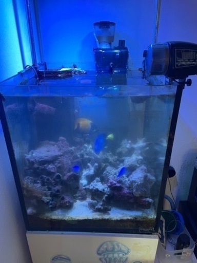海水魚
