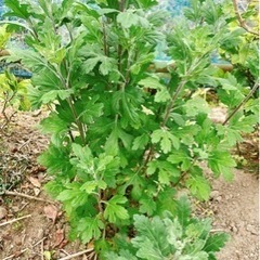 菊（白色） 