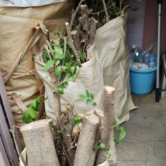 伐採木￥０－　引取ってい戴けると助かります