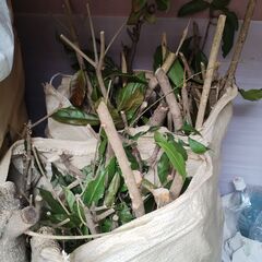 伐採木￥０－　引取ってい戴けると助かりますの画像