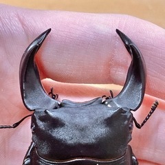 【新成虫】ホペイオオクワガタペア ♂68.3mm ♀44.4mm＋おまけの画像
