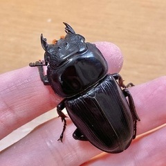 【新成虫】ホペイオオクワガタペア ♂68.3mm ♀44.4mm＋おまけの画像