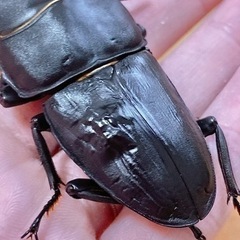 【新成虫】ホペイオオクワガタペア ♂68.3mm ♀44.4mm＋おまけの画像
