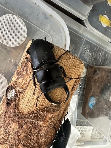 天然オオクワガタペア　長野県産