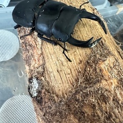 天然オオクワガタペア　長野県産の画像