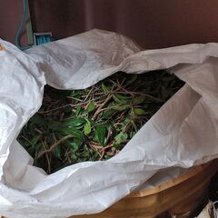 伐採木の枝葉のみ　フレコン１杯分　無料