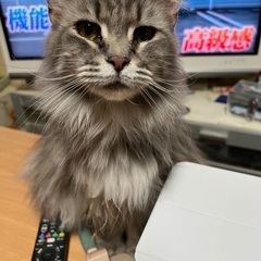 一時停止,メインクーン − 鳥取県