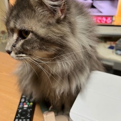 一時停止,メインクーン - 猫