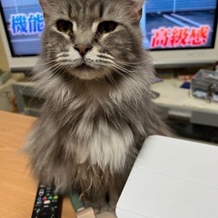 一時停止,メインクーン - 里親募集