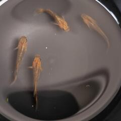 竜章鳳姿メダカ　４匹セット(雄２雌２)　無人販売　Googleマ...