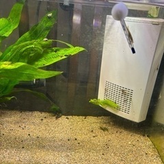 コリドラスパレアタス(子供)約30匹➕大人コリドラス　水槽セット(おまけ)の画像