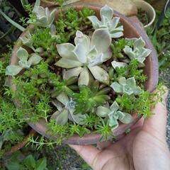 多肉植物寄せ植え①　鉢付お渡しの画像