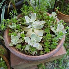 多肉植物寄せ植え①　鉢付お渡しの画像
