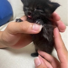 ⚠️急募⚠️子猫ちゃんの里親募集！