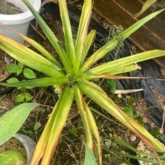【20%off】パイナップル　苗　観葉植物