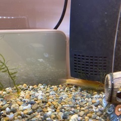 フレームレス　水槽　セット品　魚　カラーシュリンプ　ゴールデンアルジーイーターの画像