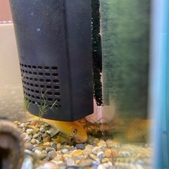 フレームレス　水槽　セット品　魚　カラーシュリンプ　ゴールデンアルジーイーターの画像