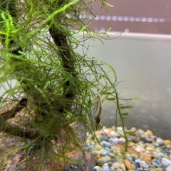 フレームレス　水槽　セット品　魚　カラーシュリンプ　ゴールデンアルジーイーターの画像