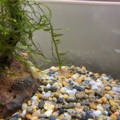 フレームレス　水槽　セット品　魚　カラーシュリンプ　ゴールデンアルジーイーターの画像