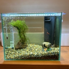 フレームレス　水槽　セット品　魚　カラーシュリンプ　ゴールデンア...