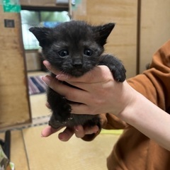めちゃかわ♡黒猫オス♂