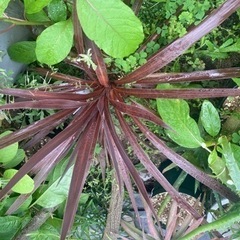 コルジリネレッドスター　観葉植物