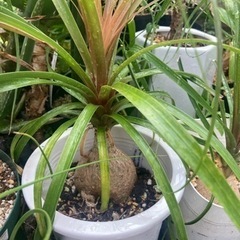 【20%オフ　7/17】トックリラン　ノリナ　観葉植物　塊根植物　多肉植物　ビザールプランツ　レアプランツ　ガーデニング　植物　グリーン　趣味　盆栽　葉　花　庭　草　多肉植物の画像