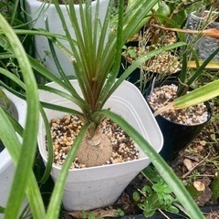 【20%オフ　7/17】トックリラン　ノリナ　観葉植物　塊根植物　多肉植物　ビザールプランツ　レアプランツ　ガーデニング　植物　グリーン　趣味　盆栽　葉　花　庭　草　多肉植物の画像