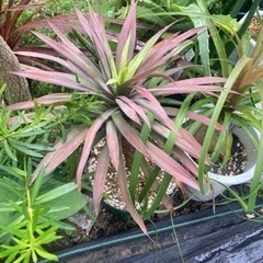【受付終了】ユッカデスメティアーナ　観葉植物