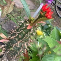 ユーフォルビア　ピグエリー　噴火龍　観葉植物　塊根植物
