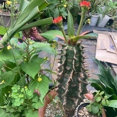 【受付終了】【20%オフ　6/7】【20%オフ6/1】ユーフォルビア　ピグエリー　噴火龍　観葉植物　塊根植物の画像