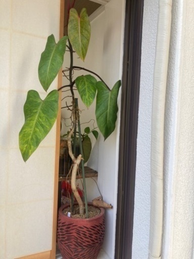 【20%off 4/26】Philodendron erubescens サトイモカズラ　観葉植物