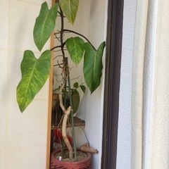 Philodendron erubescens サトイモカズラ　観葉植物