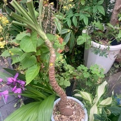 ユッカエレファンティペス　観葉植物