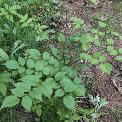 タラの木小苗の画像