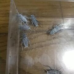 ✨カルシウムパウダー𓆈𓆉𓆊𓆌𓆏𓆐𓆑𓆓𓆗𓆙𓆚の画像