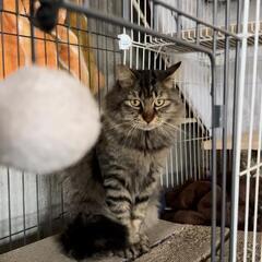 中毛のキジ猫ちゃんです。