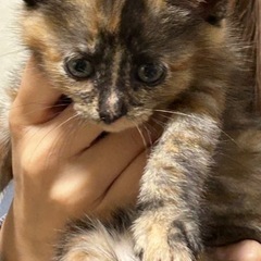 3月21日生まれ可愛いにゃんこ差し上げます