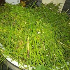 自然の野草食品 
