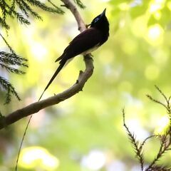 【プライベート野鳥観察会】森戸川