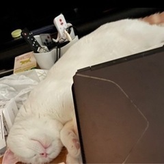 耳立ちスコティッシュ！