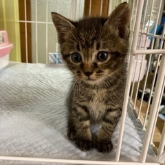 お腹ぽっこりちゃんの里親募集します