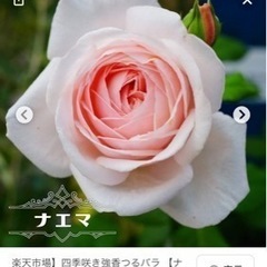 生活雑貨 家庭用品 ガーデニングの画像