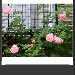 生活雑貨 家庭用品 ガーデニングの画像
