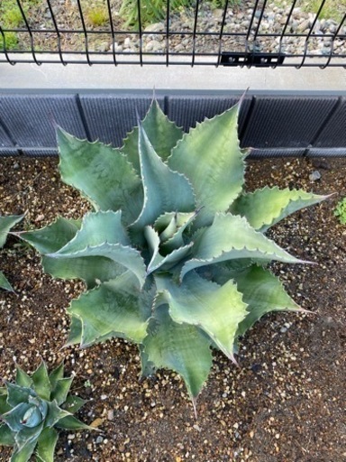 アガベ　ミスターリップル