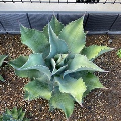 アガベ ミスターリップル