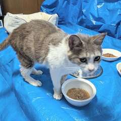 毛並みがサラサラな人懐っこい猫ちゃんの里親になってください