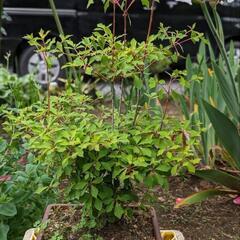 ドウダンツツジ(植木鉢ごと)